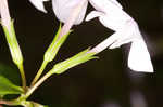 Alabama phlox